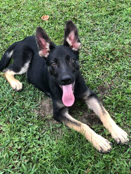 Kovu