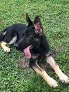 Kovu