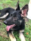 Kovu