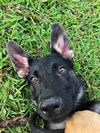 Kovu