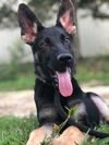 Kovu
