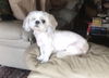Lucy (LouLou)