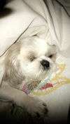 Lucy (LouLou)