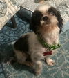 Gretchen