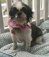 Gretchen