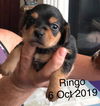 Ringo