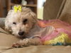 Tinkerbell