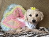 Tinkerbell