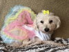 Tinkerbell