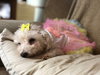 Tinkerbell