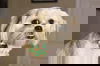 Gracie