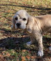 Bubba