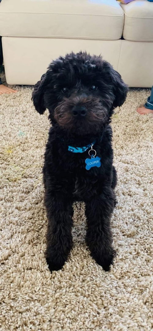 Cooper