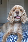 Lola