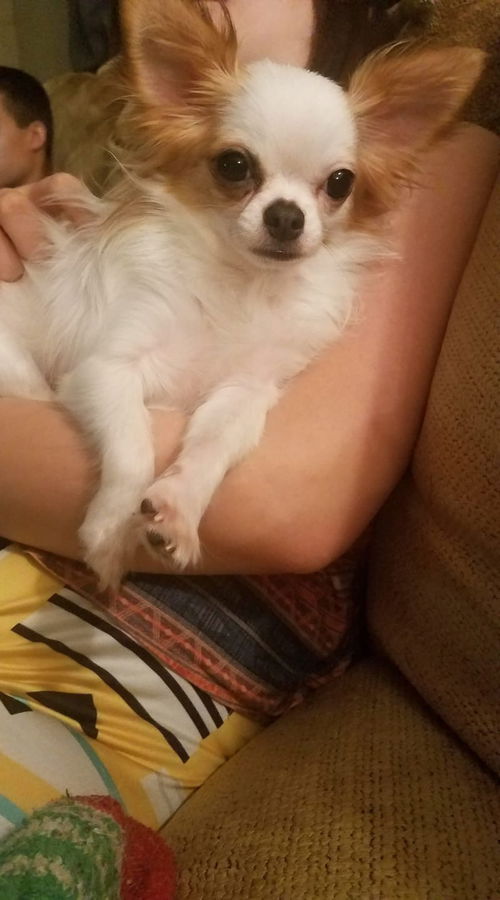 Ginger aka Fifi