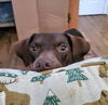 Libby
