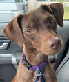 Libby