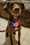 Libby