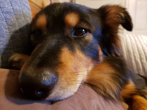 Rusko