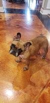 Lola Belle