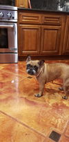 Lola Belle