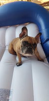 Lola Belle