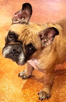 Lola Belle