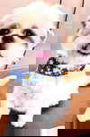 Mysti
