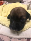 Roscoe P