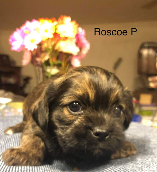 Roscoe P