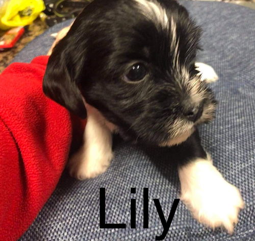 Lily