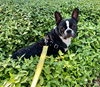 Bugsy