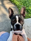 Bugsy