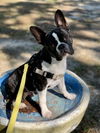 Bugsy