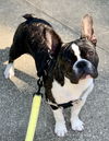 Bugsy