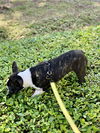 Bugsy