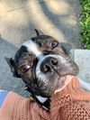 Bugsy