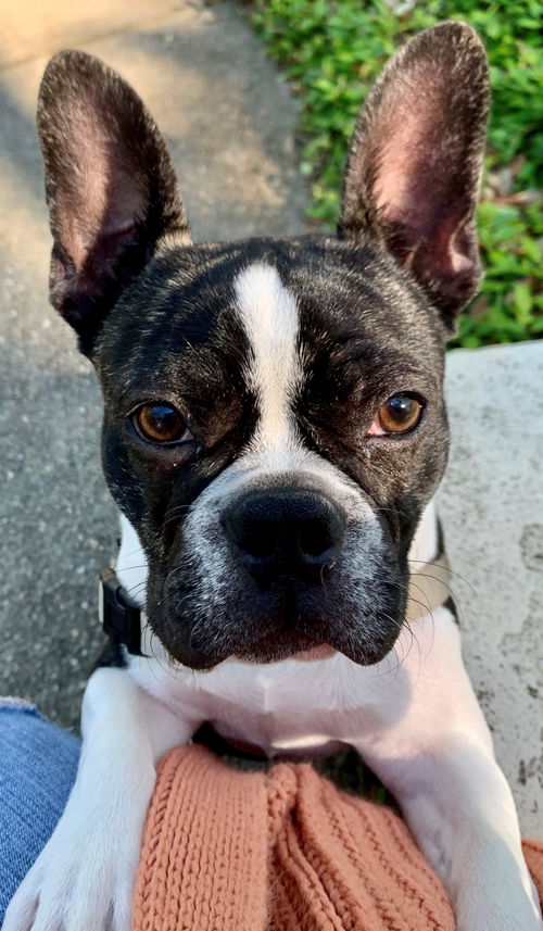 Bugsy