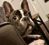 Bugsy