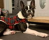 Bugsy