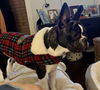 Bugsy