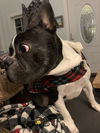 Bugsy