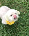 Precious Sue