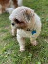 Morris