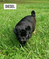 Diesel