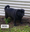 Diesel