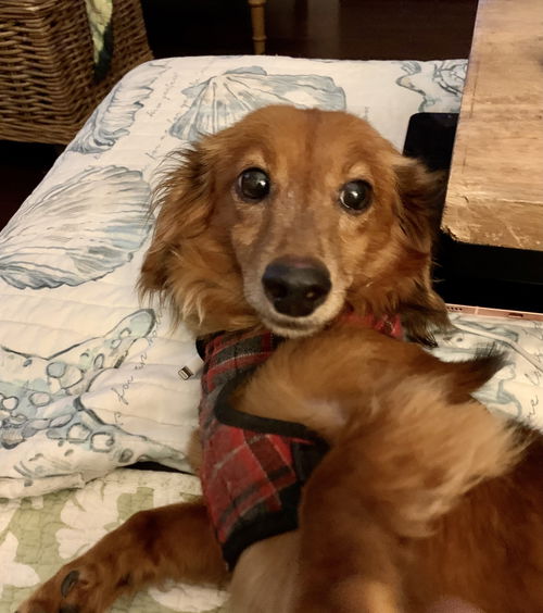 Chewie