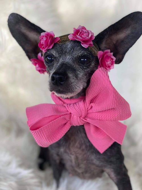 Lilybeth
