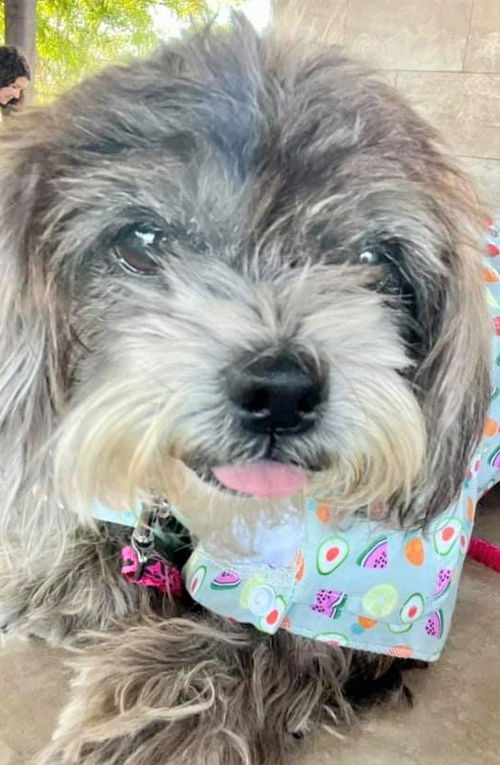 Gracie