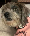 Gracie